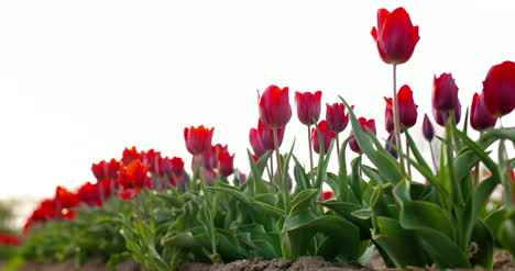Tulips-On-Agruiculture-Field-Holland-4