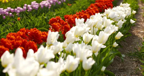 Tulips-On-Agruiculture-Field-Holland-28