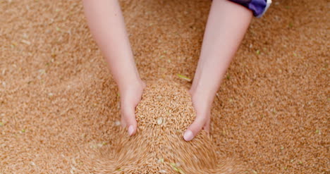 Young-Female-Farmer-Examining-Wheat-Grains-3