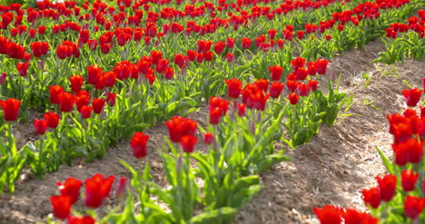 Tulips-On-Agruiculture-Field-Holland-64