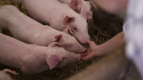 Pigs-On-Livestock-Farm-Pig-Farming-Young-Piglets-At-Stable-25
