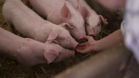 Schweine-Auf-Der-Viehhaltung-Schweinehaltung-Junge-Ferkel-Im-Stall-27