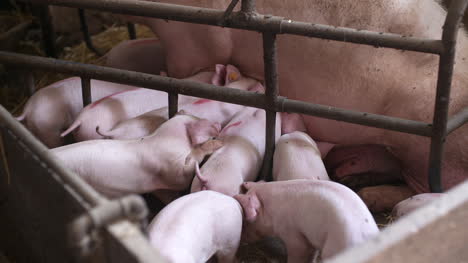 Pigs-On-Livestock-Farm-Pig-Farming-Young-Piglets-At-Stable-36
