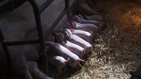 Pigs-On-Livestock-Farm-Pig-Farming-Young-Piglets-At-Stable-48