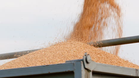 Harvester-Unloading-Grains-Against-Sky-8