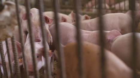 Pigs-Piglets-On-Livestock-Farm