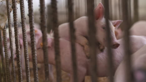 Pigs-Piglets-On-Livestock-Farm-1