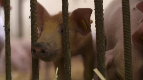 Pigs-Piglets-On-Livestock-Farm-17