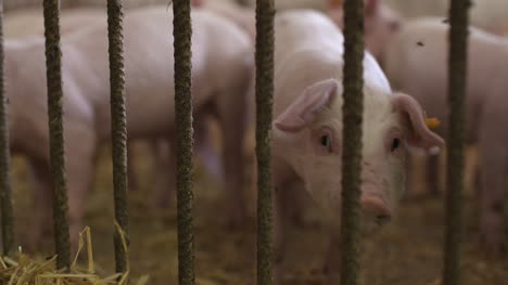 Pigs-Piglets-On-Livestock-Farm-18