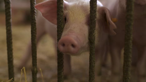 Pigs-Piglets-On-Livestock-Farm-19