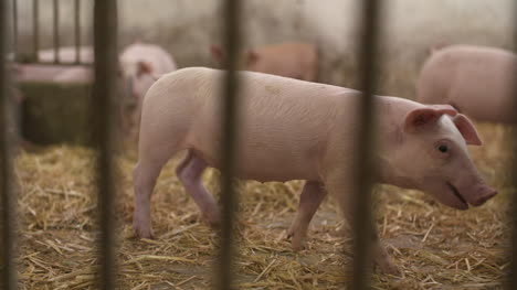 Pigs-Piglets-On-Livestock-Farm-20