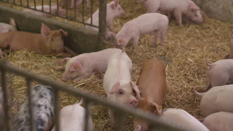 Pigs-Piglets-On-Livestock-Farm-21