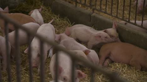 Pigs-Piglets-On-Livestock-Farm-2