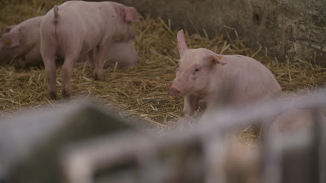 Pigs-Piglets-On-Livestock-Farm-10