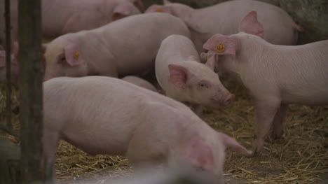 Pigs-Piglets-On-Livestock-Farm-13