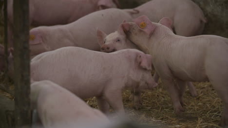 Pigs-Piglets-On-Livestock-Farm-14