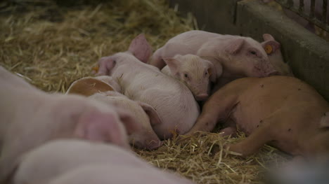 Pigs-Piglets-On-Livestock-Farm-15