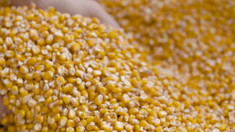 Corn-Grains-In-Farmer-Hands-