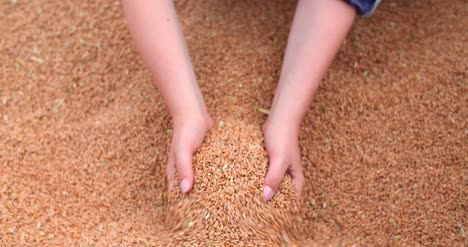 Farmer-Examining-Wheat-Grains-In-Hands-2