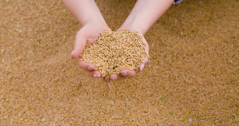 Wheat-Grains-In-Farmer-Hands-Agriculture-4