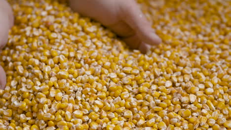 Corn-Grains-In-Farmer-Hands-2