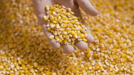 Corn-Grains-In-Farmer-Hands-3