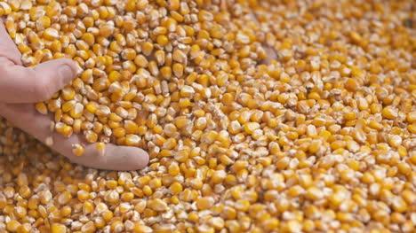 Frisch-Geerntete-Maiskörner-Landwirtschaft-Hintergrund-Maisernte-1