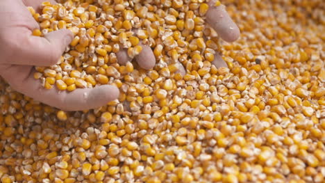 Frisch-Geerntete-Maiskörner-Landwirtschaft-Hintergrund-Maisernte-2