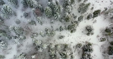 Wald-Mit-Schnee-Bedeckt-Luftbild-11