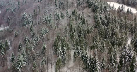Forest-Covered-With-Snow-Aerial-View-12