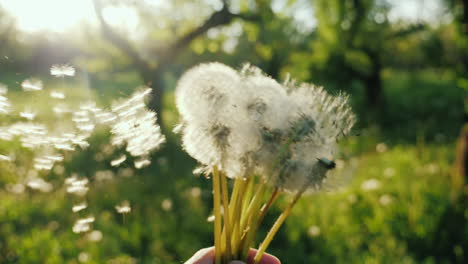 Play-With-Dandelions-The-Seeds-Fly-In-The-Wind-Enjoy-The-Spring-Concept