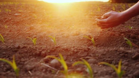 Hands-Of-The-Farmer's-Man-Holding-The-Ground-Touching-Her-Fingers-Against-The-Background-Of-A-Field-