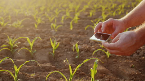 The-Farmer-Pictures-Shoots-Of-Young-Corn-On-The-Field-Uses-Smartphone-In-The-Frame-Are-Visible-Only-