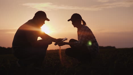 Two-Farmer-Man-And-Woman-Are-Working-In-The-Field-They-Study-Plant-Shoots-Use-A-Tablet-At-Sunset-4K-