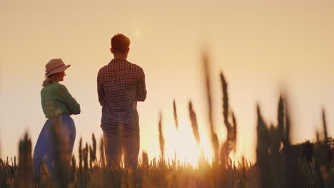 Zwei-Bauern,-Mann-Und-Frau,-Die-Auf-Einem-Weizenfeld-Stehen-Und-Den-Sonnenuntergang-Unterer-Sichtwinkel-4k-Video-Ansehen