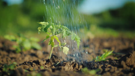 Water-Jets-Water-A-Small-Green-Sprout-Of-Tomato-4K-Video