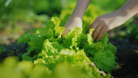 Frisches-Gemüse-Aus-Ihren-Betten-Weibliche-Hände-Reißen-Salatblätter-Ab-Frisches-Und-Biologisches-Hofprodukt