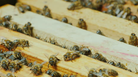 Fleißige-Bienen-Arbeiten-Im-Bienenstock-4k-10-Bit-Video