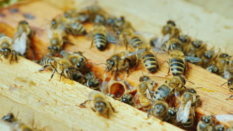 A-Large-Hive-Of-Bees-Is-Working-Together-To-Collect-Honey-In-The-Garden