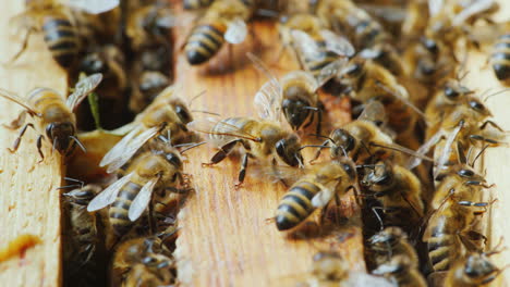 Viele-Bienen-Arbeiten-In-Einem-Bienenstock,-Um-Einen-Leckeren-Honig-Zu-Kreieren
