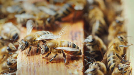 On-The-Wooden-Frame-Of-The-Bee-Hive-Many-Bees-Gathered-To-Create-Wax-And-Honey