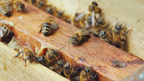 Leben-In-Einem-Bienenstock-Bienen-Arbeiten-An-Rahmen-Mit-Honigmakroaufnahme