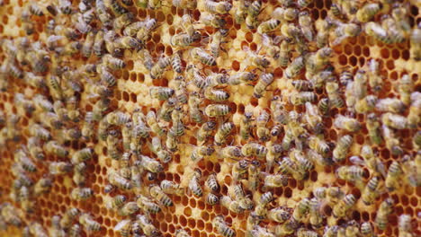 Eine-Freundliche-Bienenfamilie-Lässt-Wachskämme-Chaotisch-An-Den-Holzrahmen-Im-Bienenstock-Entlang-Kriechen