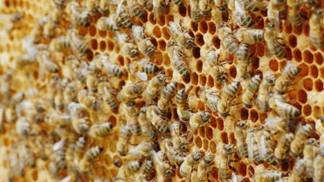 Viele-Bienen-Arbeiten-Im-Bienenstock-Hintergrund-über-Die-Imkerei