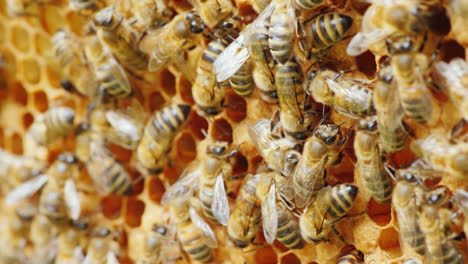 Freundliches-Team-Arbeiten-Eine-Große-Bienenfamilie-Produktiv-An-Der-Herstellung-Von-Duftendem-Honig