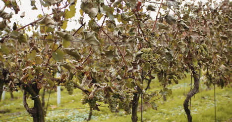 Ripe-Grapes-Vineyard-Autumn-Wine-Production-3