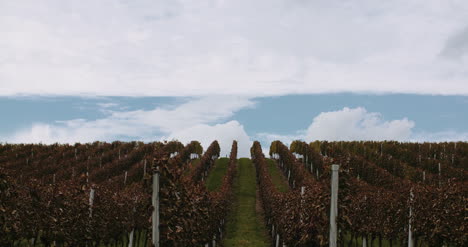 Ripe-Grapes-Vineyard-Autumn-Wine-Production-6