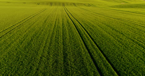 Atemberaubende-Luftaufnahme-über-üppige-Grüne-Felder-Und-Wiesen-Auf-Dem-Land-Gmo-freies-Weizenfeld