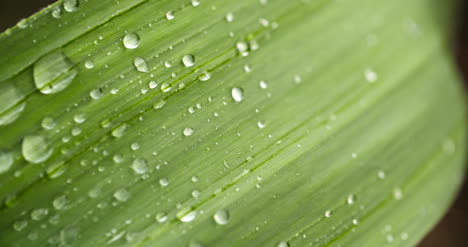 Close-Up-Of-Waterdrops-On-Plant-Leaves