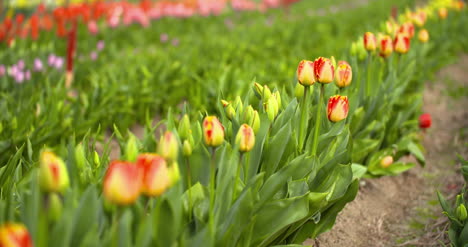 Tulpenplantage-In-Der-Niederländischen-Landwirtschaft-6